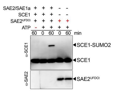 Figure S4 Sae2 Ufdct Inhibits Sumoylation Of Sce1 Sumo E2 Conjugating