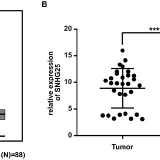 SNHG25 Is Up Regulated In EOC A SNHG25 MRNA Expression In Tissues