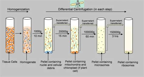 Differential Centrifugation - Principle, Protocol, Uses - Biology Notes ...