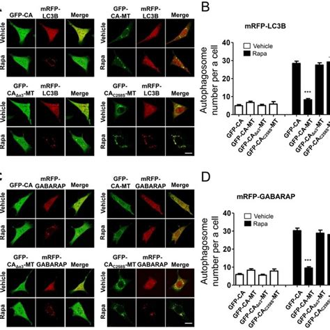 Effects Of Gfp Ca Mt Overexpression On The Delipidation Of