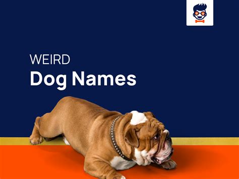 1535+ Weird Dog Names That Will Leave You Amused and Confused!