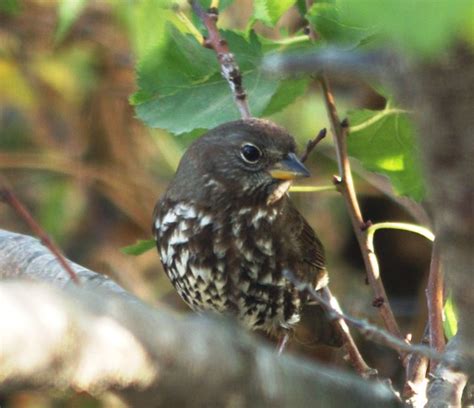 Sooty Fox Sparrow Peterschneekloth Flickr