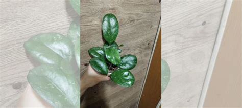 Хойя купить в Санкт-Петербурге | Товары для дома и дачи | Авито