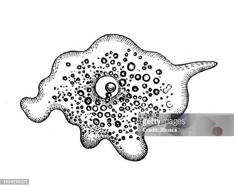 52 Entamoeba Histolytica Drawing High Res Illustrations Getty Images