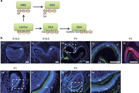 The Globoside Synthesis And The Expression Of Gb In Developing Mouse