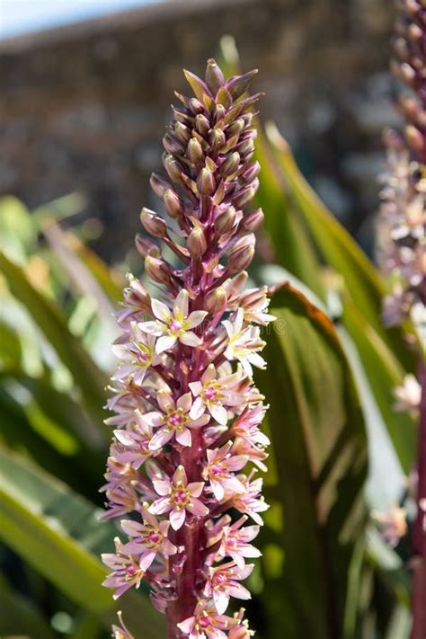 Pineapple Lily Eucomis Comosa Flowers Stock Photo - Image of bloom ...