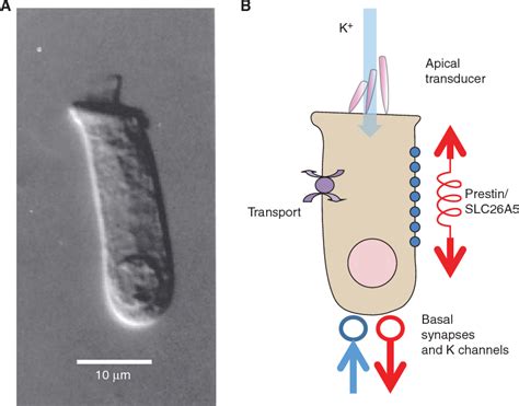 Figure 1 from Outer Hair Cells and Electromotility. | Semantic Scholar