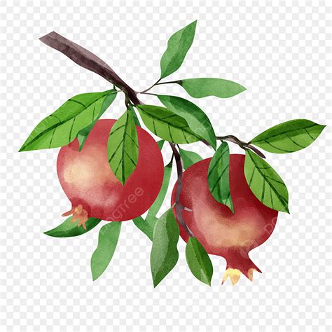 Pomegranate Fruit Clipart Transparent PNG Hd Pomegranate Fruit