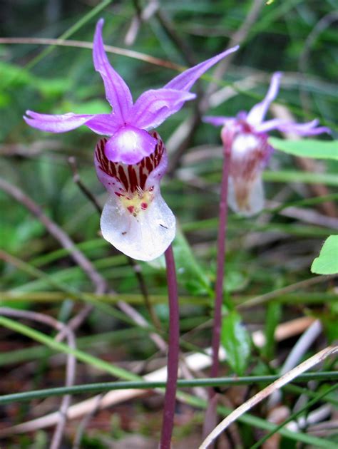 australian native orchid identification - Rebel Sincere