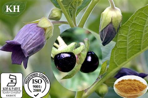 China Belladonna Extract Belladonna Extract Hyoscyamine 1 15 25