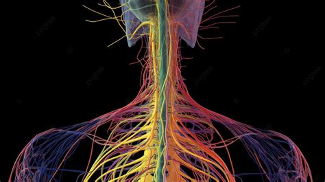 صورة مفصلة للغاية للعمود الفقري البشري تظهر الأعصاب صورة أعصاب العمود