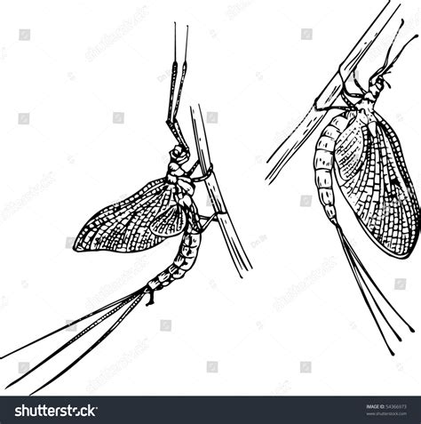 mayfly stock vector royalty   shutterstock