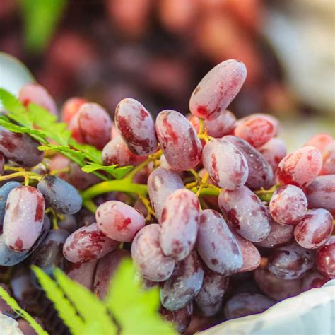 Weinreben Winterhart Kernlose Trauben Pflanzen Samen Obst Bio Saatgut