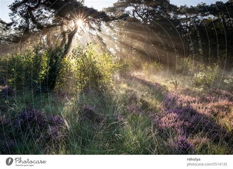 dramatische Sonnenstrahlen im nebligen Wald mit Heideblüten ein