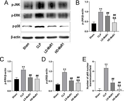 Frontiers Maresin Mitigates Sepsis Associated Acute Kidney Injury