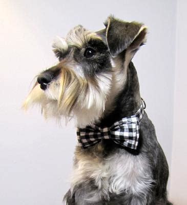 Miniature Schnauzer Grooming Series