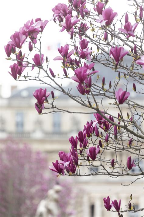 Palais Royal Gardens — Parisian Moments