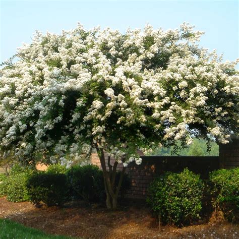 Colorama Crepe Myrtle | LA Landscape Supply