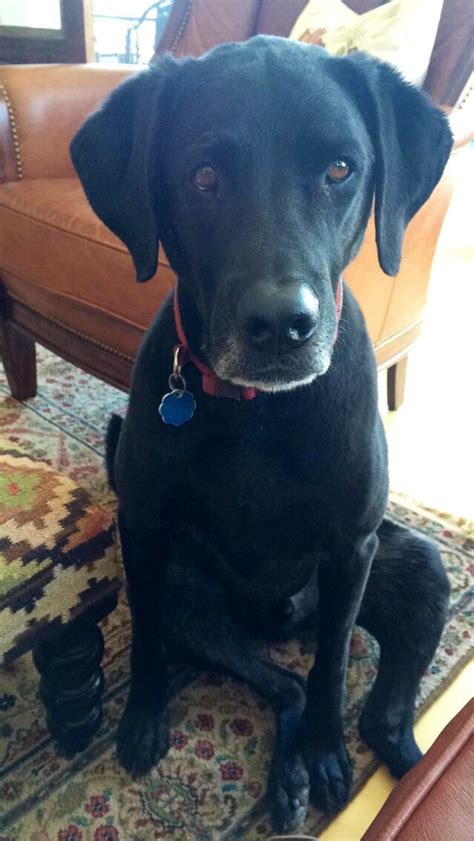 Black Lab Great Dane Mix What A Cutie Great Dane Mix Great Dane