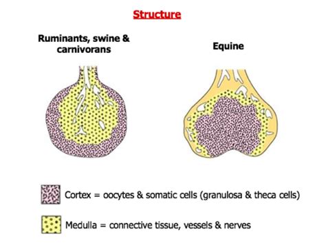 Female Reproductive System Flashcards Quizlet