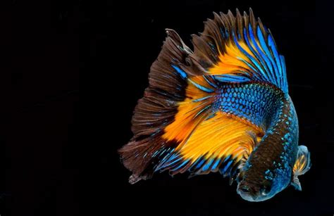 Halfmoon betta fish pez luchador siamés captura movimiento de peces