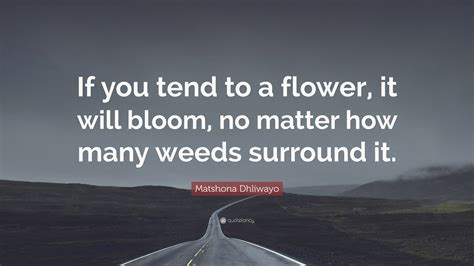 Matshona Dhliwayo Quote If You Tend To A Flower It Will Bloom No