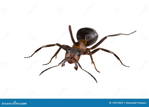 Brown big isolated ant stock image. Image of antenna - 15074503