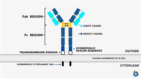 Immunoglobulin - Definition and Examples - Biology Online Dictionary