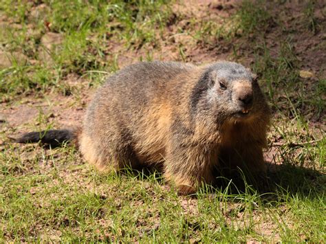 Alpine Marmot Wallpapers Wallpaper Cave