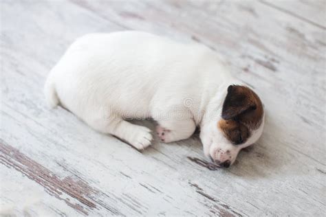 Newborn puppy sleeping stock image. Image of love, breed - 208393167