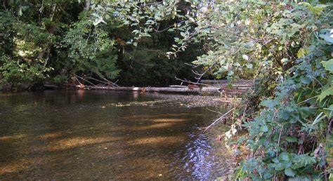 Pysht River Conservation Area North Olympic Land Trust