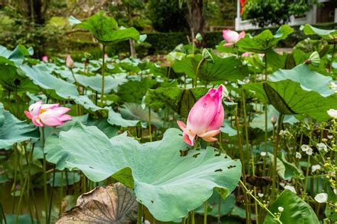 Nelumbo Nucifera Tambi N Conocido Como Loto Sagrado De Loto Indio O