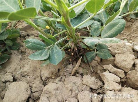 花生根结线虫病的特征和防治措施？怎么正确区分花生线虫病 知乎