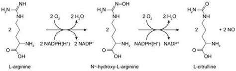 Sglutathionylation And Snitrosylation As Modulators Of Redox