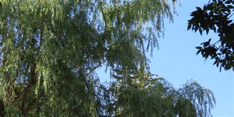 Praire Cascade Weeping Willow Plantsomething Montana