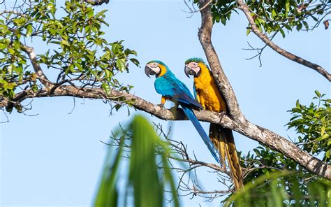 Guyane Br Sil Transport Gbt Guidage En Milieu Amazonien Saint