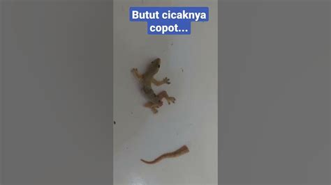 Buntut Cicak Lepas Merupakan Proses Autotomi Untuk Melindungi Diri Dari