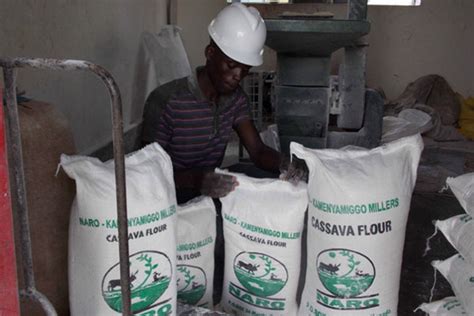 Export Cassava Flour Monitor