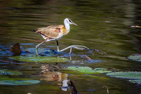 Jacana Background Images, HD Pictures and Wallpaper For Free Download ...