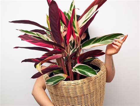 5 of the Most Beautiful Variegated Houseplants - Backyard Boss