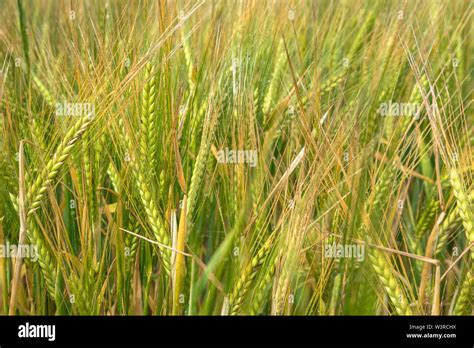 barley plants  res stock photography  images alamy