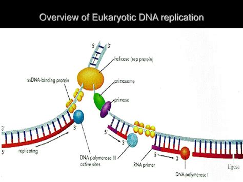 Ppt Telomeres And Telomerase Powerpoint Presentation Free Download