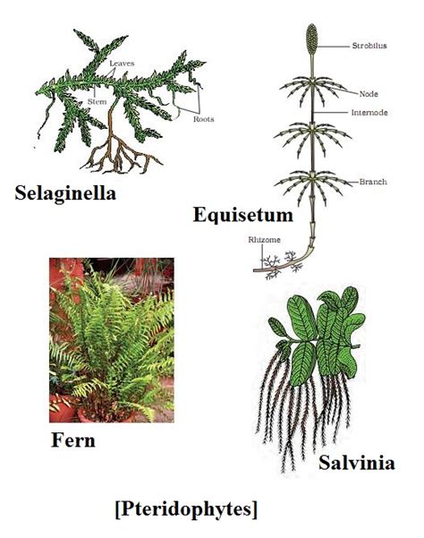 Plant Kingdom MCQ Biology Class Eleven Studdy