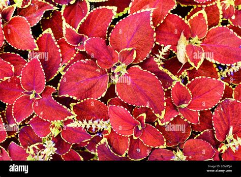 Coleus Red Plant Hi Res Stock Photography And Images Alamy