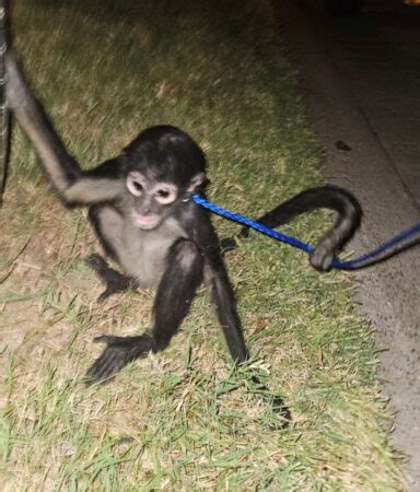 Spider Monkey On Loose In Southeast Houston Corralled By Barc After