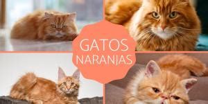 Razas De Gatos Que Parecen Tigres Top Con Fotos