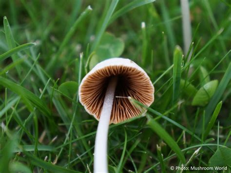 Conocybe Apala Mushroom World