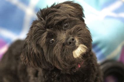 Colorado Springs CO Shih Tzu Poodle Miniature Meet Nova A Pet For