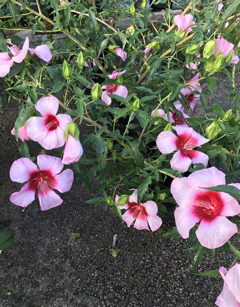 Hibiscus Perennial Lady Baltimore Pink 3g 1995 Growers Outlet