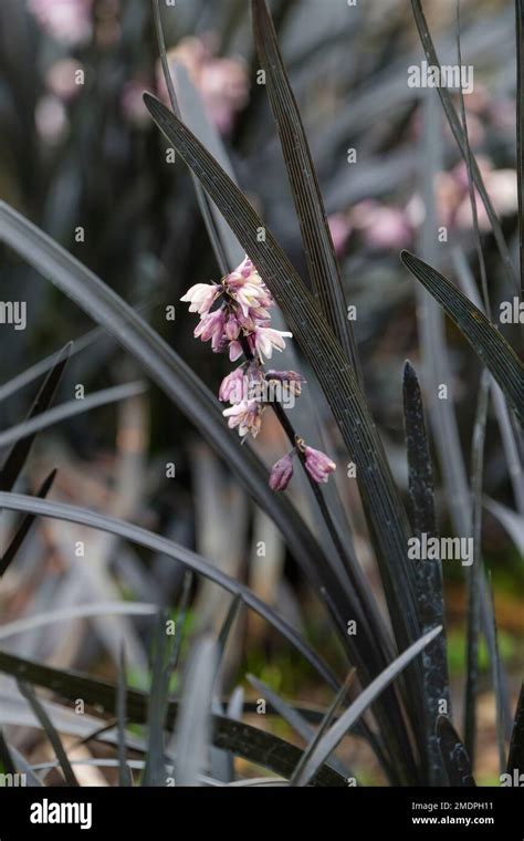 Ophiopogon Planiscapus Nigrescens Black Mondo Mondo Grass Kokuryu